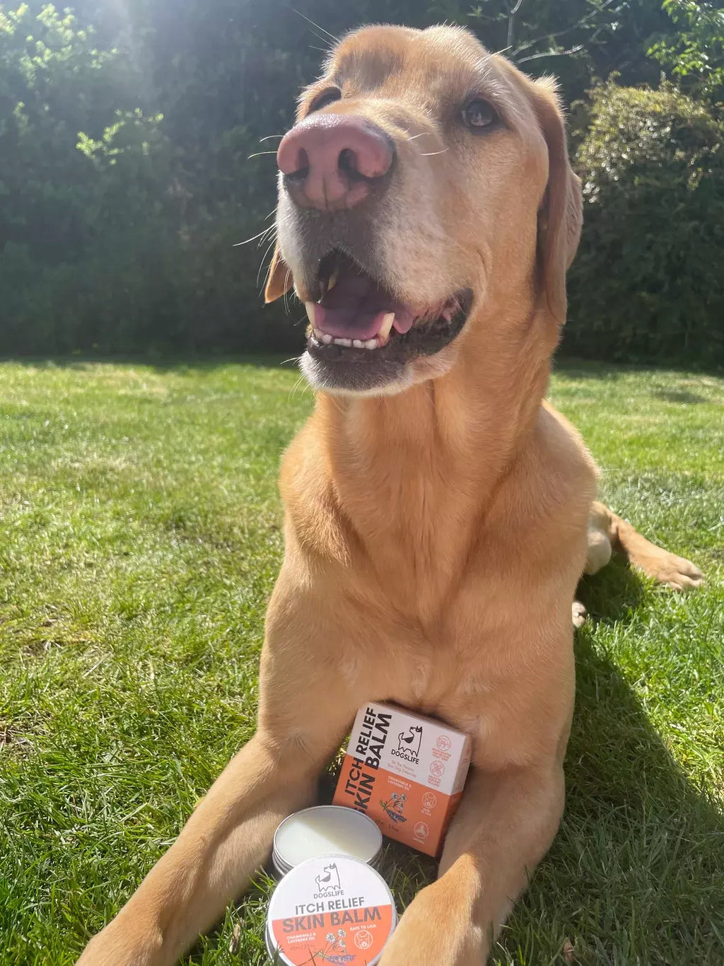 Balsam, maść przeciw swędzeniu dla psa DogsLife