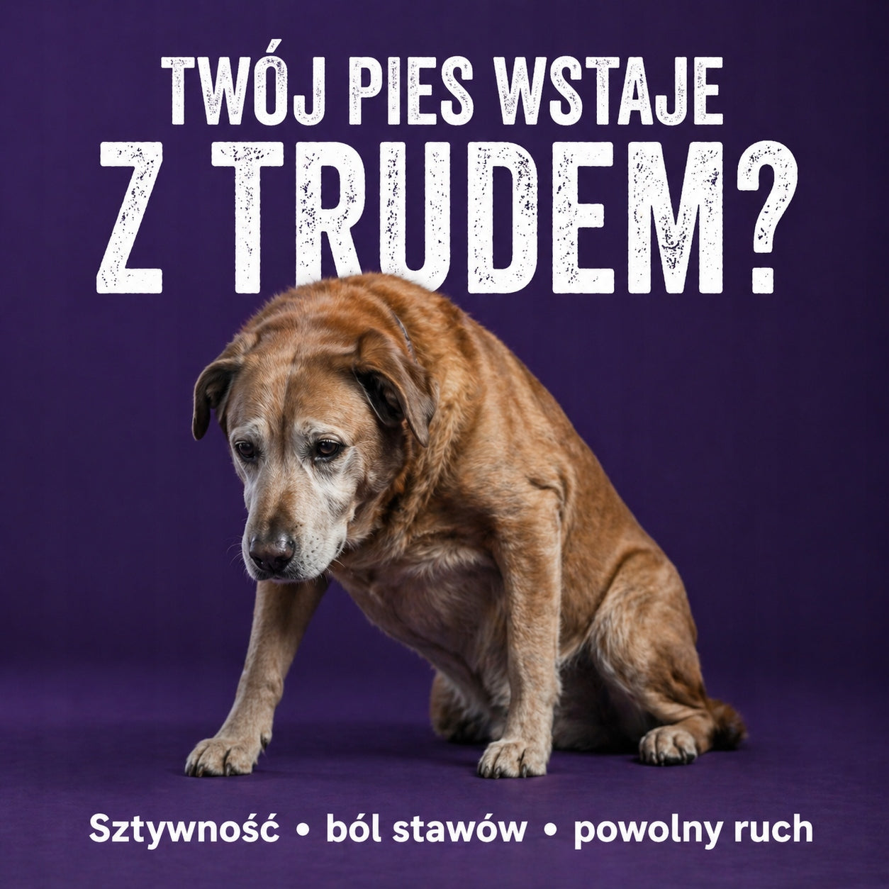 Suplement Na Stawy Dla Psa | Mobilność Kości i Mięśni | Omega 3 | 500ml