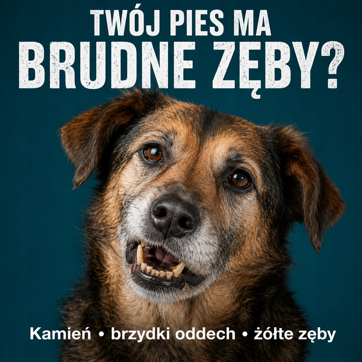 Pasta Na Kamień i Nieświeży Oddech Dla Psa | Probiotyki + Zioła | 50ml